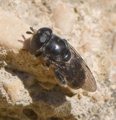 Eumerus obliquus